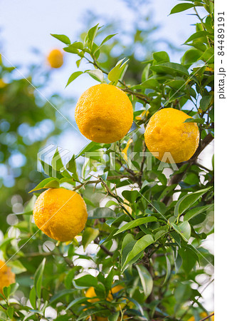 柚子の実 84489191