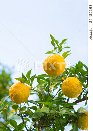 柚子の実 84489193