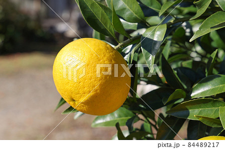 柚子の実 84489217