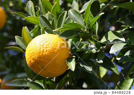 柚子の実 84489228