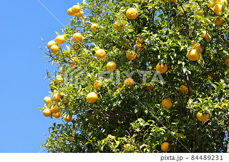 柚子の実 84489231