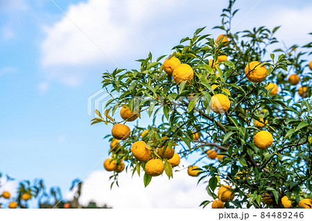 柚子の実 柚子の実 84489246