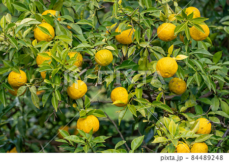 柚子の実 84489248