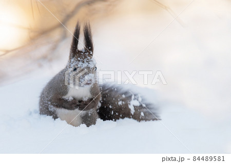 雪の中でポーズをとるエゾリス 84489581