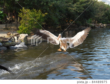 モモイロペリカン 84489975