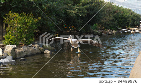 モモイロペリカン モモイロペリカン 84489976