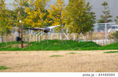 ハリスホーク 84489984