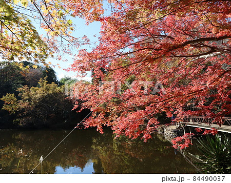 《秦野市》震生湖の紅葉 《秦野市》震生湖の紅葉 84490037