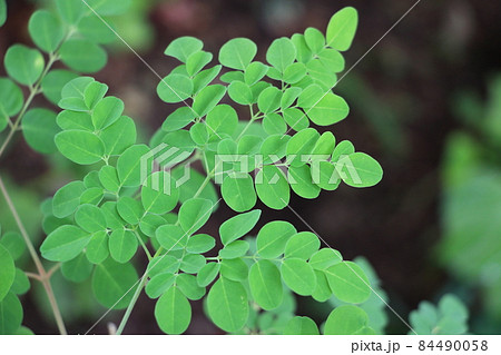 モリンガ モリンガ 84490058