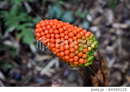 マムシグサの実の写真素材