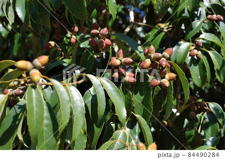 アラカシの実 84490284