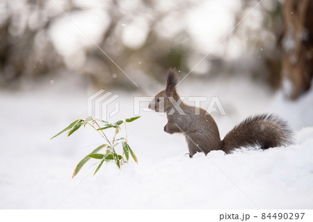 雪の中でポーズをとるエゾリス 雪の中でポーズをとるエゾリス 84490297