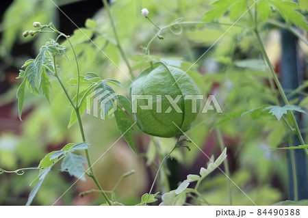 フウセンカズラ 84490388