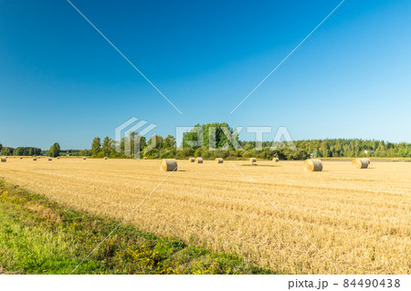 Rolls of hay bales in a field at farm. Rolls of hay bales in a field at farm. 84490438