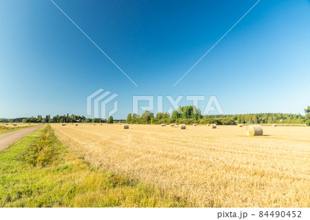 Rolls of hay bales in a field at farm. Rolls of hay bales in a field at farm. 84490452