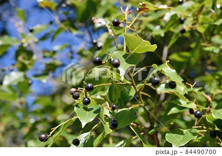 クロキの実 84490700