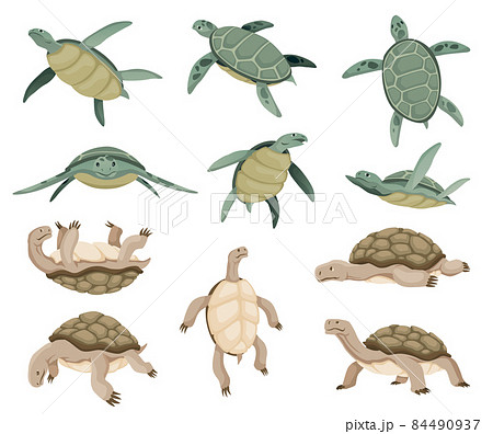 Turtles In Various Poses Characters のイラスト素材