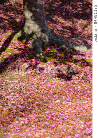 山茶花の花・降り積もった落花 84491135