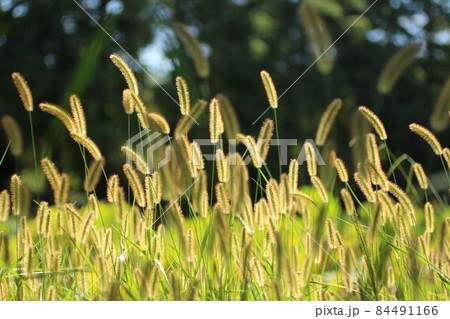 猫じゃらしの写真素材