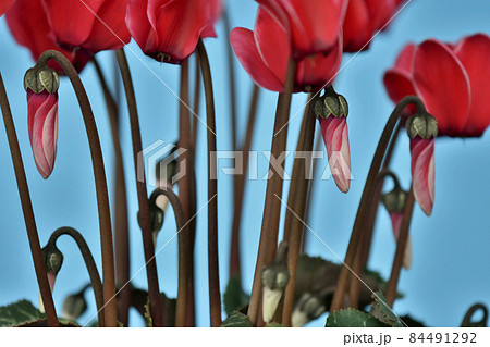 エレガントな赤色のシクラメン　（ fix撮影 ） 84491292