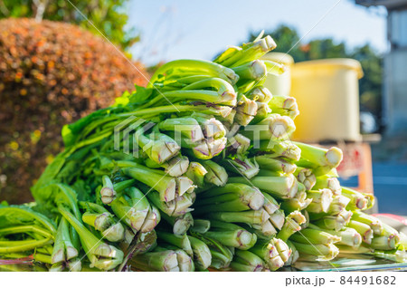 洗って重ねた野沢菜 洗って重ねた野沢菜 84491682