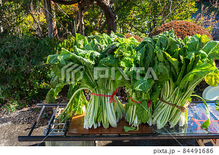 束ねた野沢菜 漬け物作り 束ねた野沢菜 漬け物作り 84491686