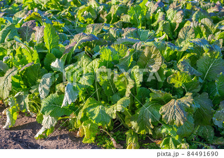 やさい畑の野沢菜 信州野菜 やさい畑の野沢菜 信州野菜 84491690