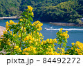 菜の花と海(鹿児島県長島町黒之瀬戸) 84492272