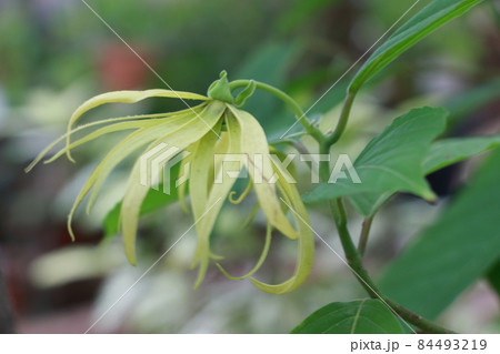 イランイラン イランイラン 84493219