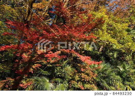 馬頭観世音菩薩横の紅葉 84493230