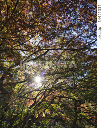 小松寺の紅葉 小松寺の紅葉 84493335