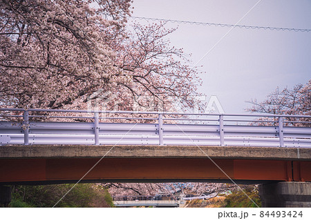 京都府綴喜郡井手町玉川の桜を撮影 84493424