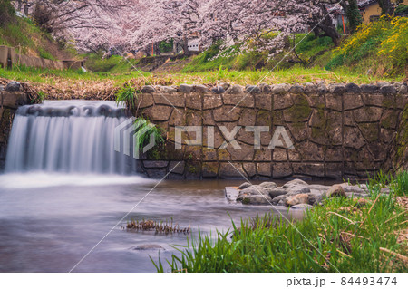 京都府綴喜郡井手町玉川の桜を撮影 京都府綴喜郡井手町玉川の桜を撮影 84493474