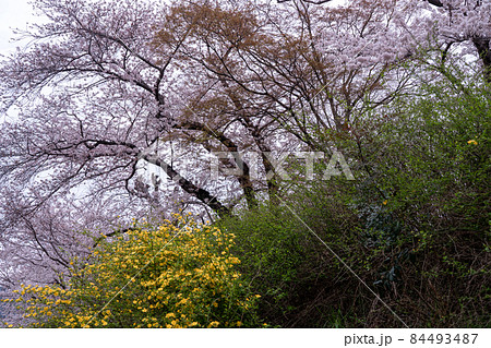 京都府綴喜郡井手町玉川の桜を撮影 京都府綴喜郡井手町玉川の桜を撮影 84493487