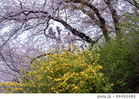 京都府綴喜郡井手町玉川の桜を撮影 84493488
