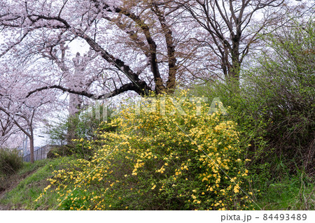 京都府綴喜郡井手町玉川の桜を撮影 84493489