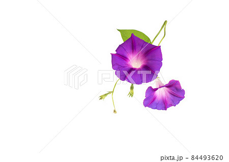 Beautiful plant color is morning glory. Purple bindweed flower on white background, isolate 84493620