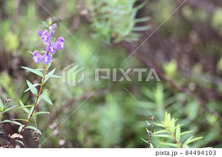 コガネバナ　黄芩 84494103