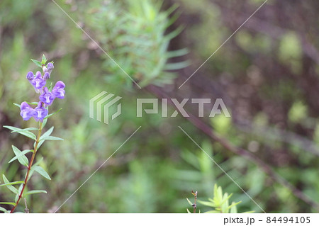 コガネバナ 黄芩 コガネバナ 黄芩 84494105