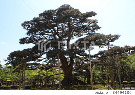 兼六園　巨大な松の木 84494106