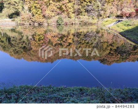鐘撞堂山の紅葉(埼玉県寄居町) 鐘撞堂山の紅葉(埼玉県寄居町) 84494283