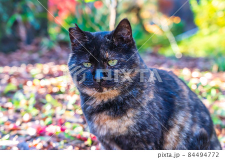 なつき始めた野良のサビネコ 84494772