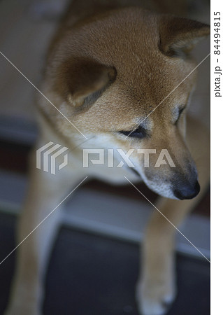 玄関でぼんやりする柴犬 玄関でぼんやりする柴犬 84494815