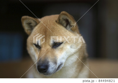 うなだれる柴犬 うなだれる柴犬 84494821