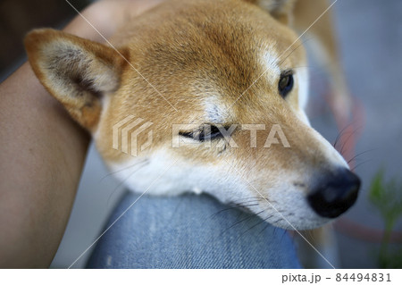 物憂げな柴犬 物憂げな柴犬 84494831