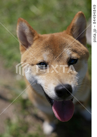 嬉しそうな柴犬 84494849