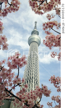 スカイツリーと河津桜 84495170