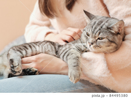 happy relaxed tabby cat getting rest on woman hands. owner embracing kitten and stroking it gently. winter cozy vibes, lifestyle. happy relaxed tabby cat getting rest on woman hands. owner embracing kitten and stroking it gently. winter cozy vibes, lifestyle. 84495380