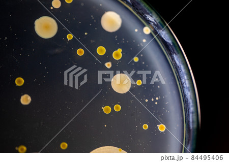 Backgrounds of Characteristics and Different shaped Colony of Bacteria and Mold growing on agar plates from Soil samples for education in Microbiology laboratory. 84495406
