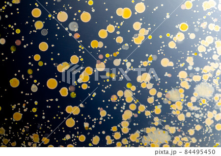 Backgrounds of Characteristics and Different shaped Colony of Bacteria and Mold growing on agar plates from Soil samples for education in Microbiology laboratory. Backgrounds of Characteristics and Different shaped Colony of Bacteria and Mold growing on agar plates from Soil samples for education in Microbiology laboratory. 84495450
